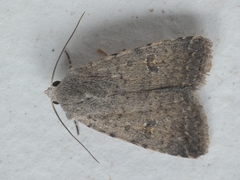 Caradrina flavirena
