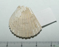 Pecten