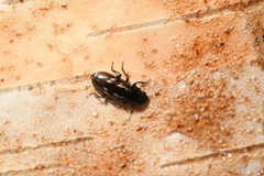 Glischrochilus vittatus