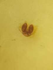 Thwaitesia margaritifera