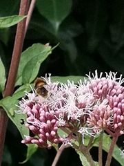 Eristalis intricaria