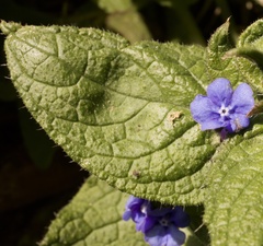 Pentaglottis sempervirens