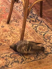 Columba livia domestica