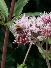 Eristalis intricaria