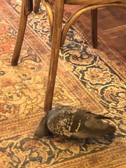 Columba livia domestica