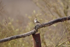 Geositta peruviana