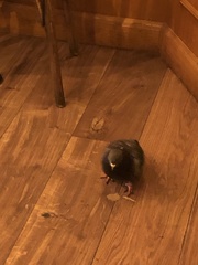 Columba livia domestica