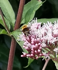 Eristalis intricaria