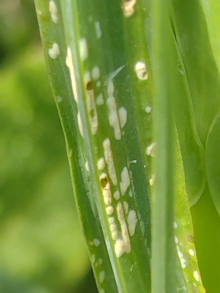 Goatsbeard white rust