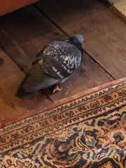 Columba livia domestica