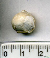 Branchiopoda