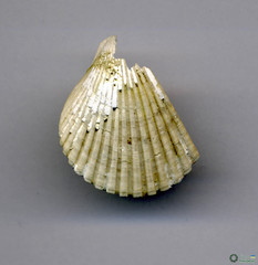 Pecten