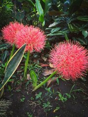 Scadoxus