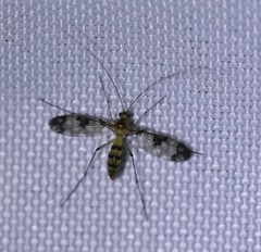 Macrocerinae