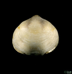Branchiopoda