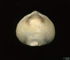 Branchiopoda