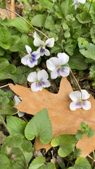 Viola sororia