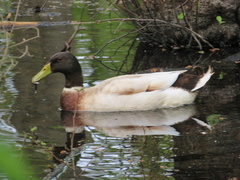 Anas platyrhynchos domesticus