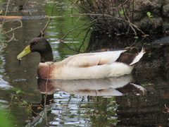 Anas platyrhynchos domesticus