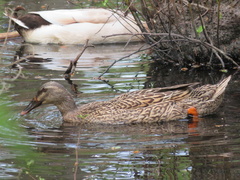 Anas platyrhynchos domesticus
