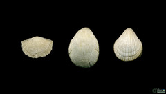 Branchiopoda