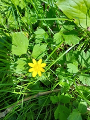 Ficaria verna