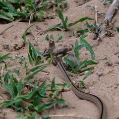 Psomophis genimaculatus