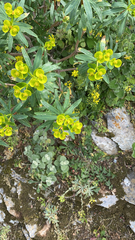 Euphorbia dendroides