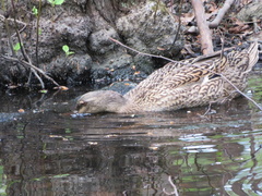 Anas platyrhynchos domesticus