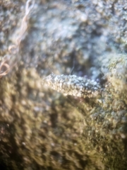 Luffia ferchaultella