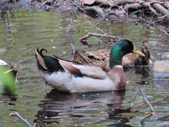 Anas platyrhynchos domesticus