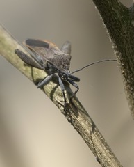 Physomerus grossipes