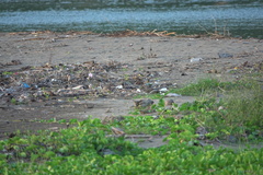 Motacilla cinerea