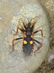 Acanthaspis immodesta