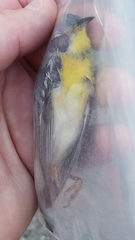 Setophaga americana