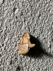 Apoda latomia