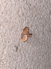 Apoda latomia