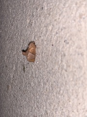 Apoda latomia