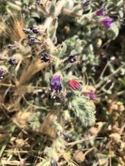 Echium angustifolium