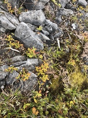 Berberis chingshuiensis