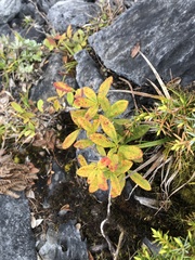 Berberis chingshuiensis