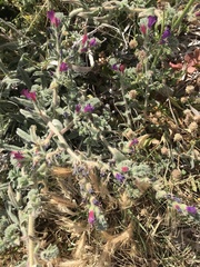 Echium angustifolium