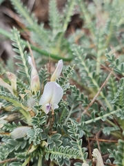 Astragalus tragacantha