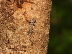 Hemidactylus leschenaultii