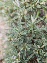 Astragalus tragacantha