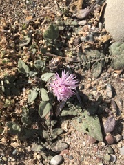 Centaurea raphanina