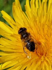 Eristalis pertinax