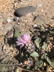 Centaurea raphanina