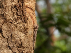 Hemidactylus leschenaultii