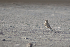 Geositta cunicularia